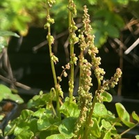 Oxyria digyna